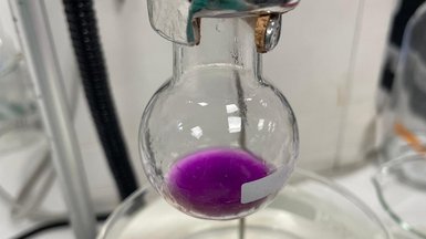 Round-bottom flask filled with a deeply violet-colored extract
