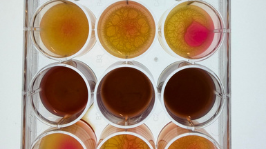 12-well plate with colored test solutions