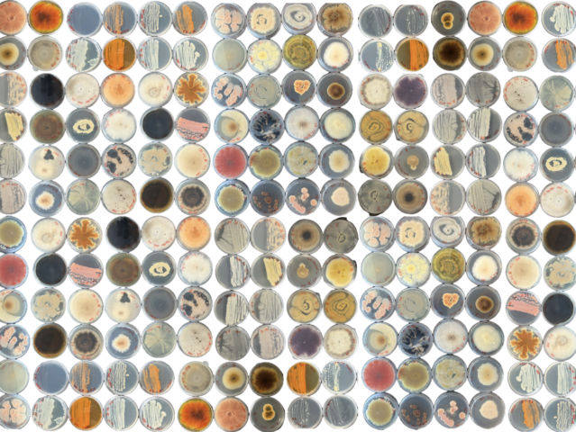 Microbiological screening of natural-source-based materials