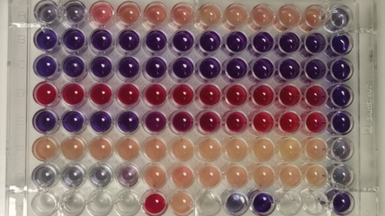 96-well plate with various strongly colored test solutions